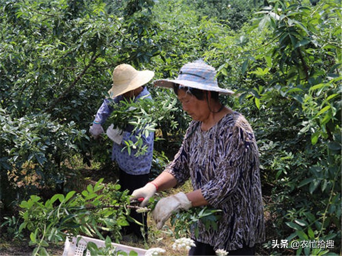 去年砍掉核桃树改种，如今却遇大跌价，这果子怎么了？