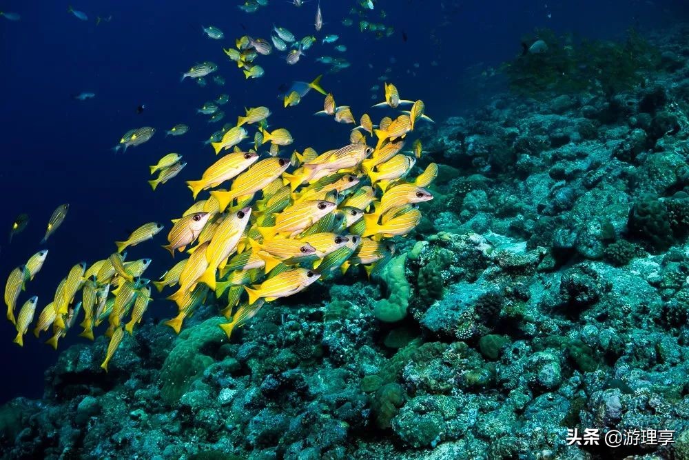 国外哪个海岛旅游可以海钓,度假海岛海钓刺激
