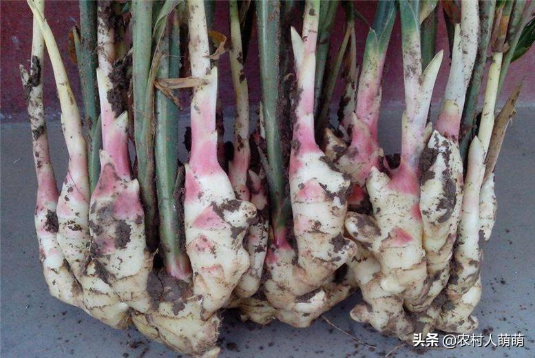 生姜种植的时间和种植技巧方法,生姜种植技术怎样种植生姜