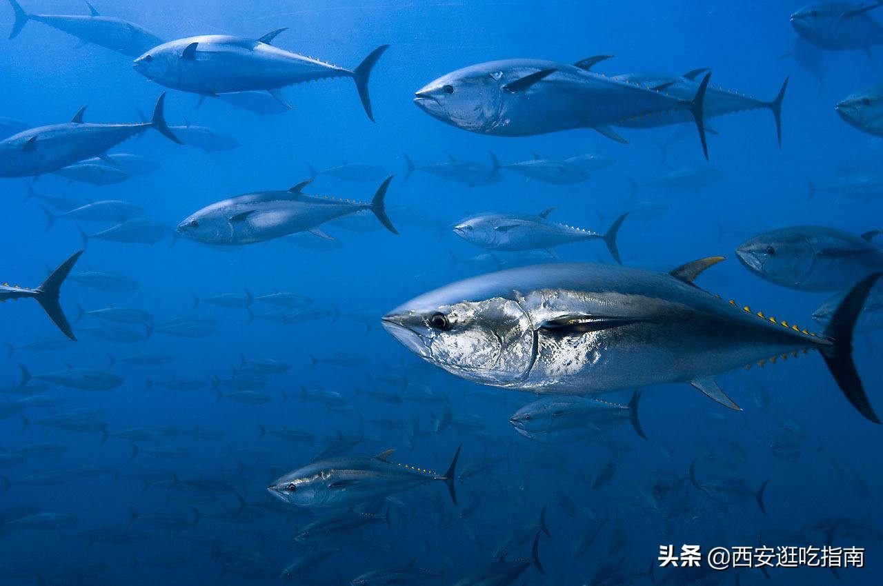 十种常吃的海鱼图片,5种常见的海鱼