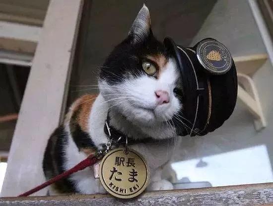 田园三花猫聪明吗,田园三花猫是招财猫吗