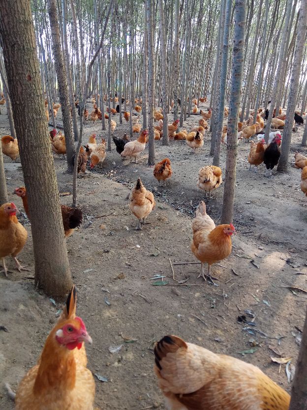 返乡创业农村生活现实记,农村生活与创业之路欢迎进来交流