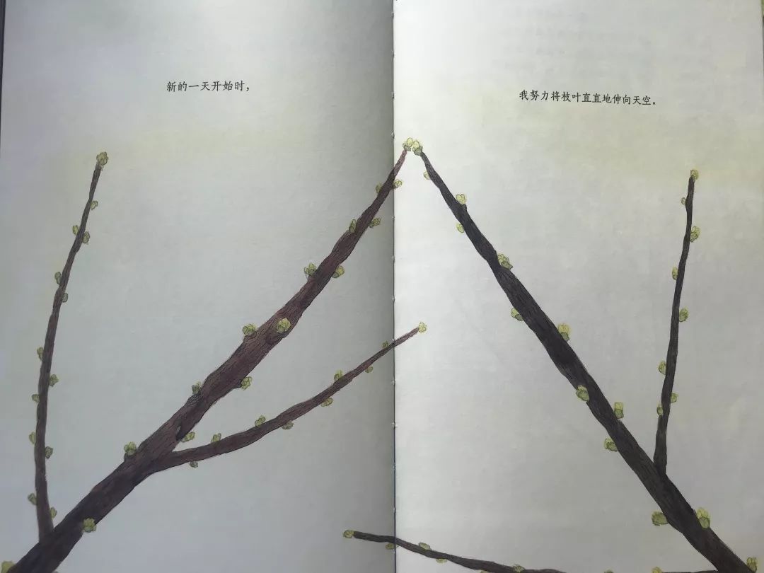 成长的秘密绘本,树看到了什么