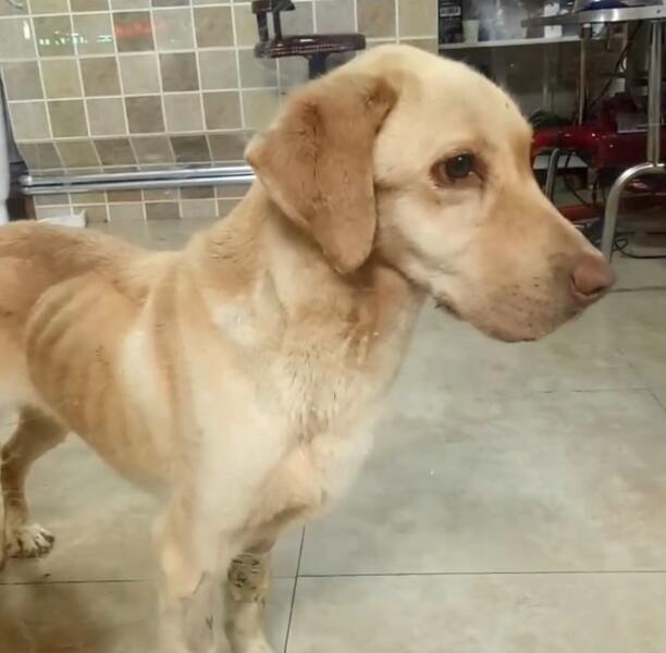 泰迪狗狗生病的各种症状以及疗法,狗狗生病四肢无力站不稳什么原因