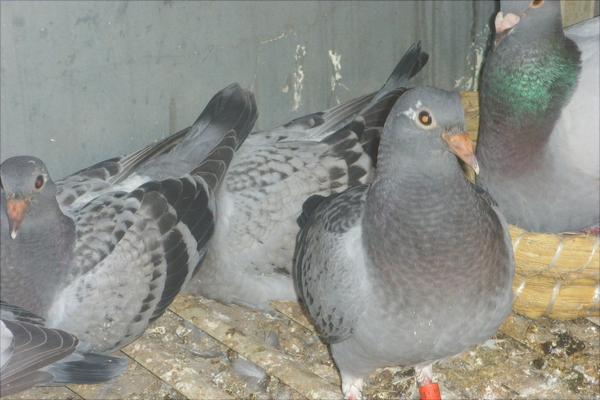 种鸽育雏期有毛滴虫怎么处理,鸽子毛滴虫会导致雏鸽死亡吗