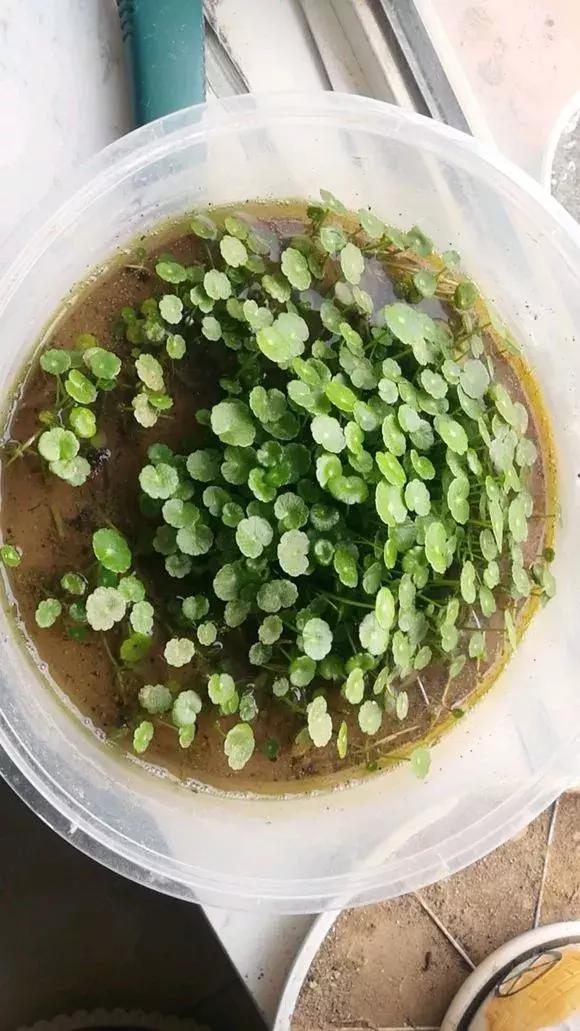 铜钱草与马蹄莲区别,马蹄金铜钱草怎么更旺盛