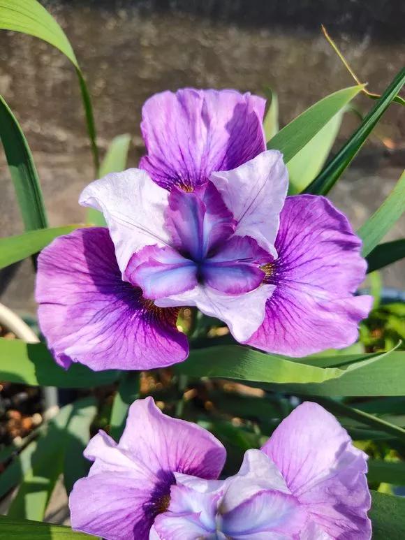 5种花不怕旱就怕涝,三种最怕缺水的花