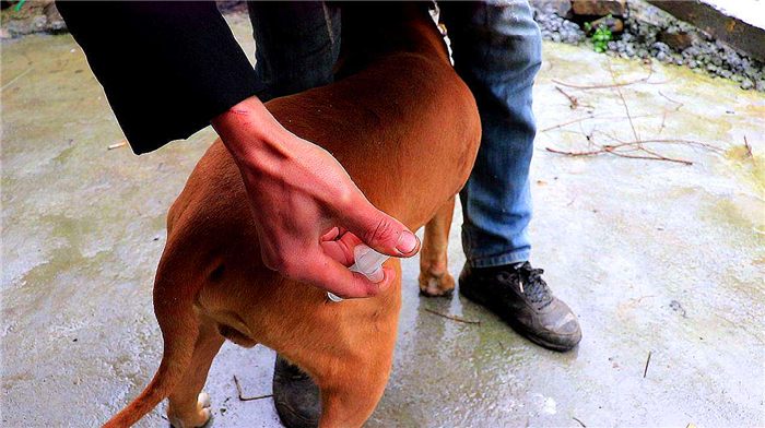 狗狗布氏杆菌病,狗狗感染布鲁氏杆菌有啥症状