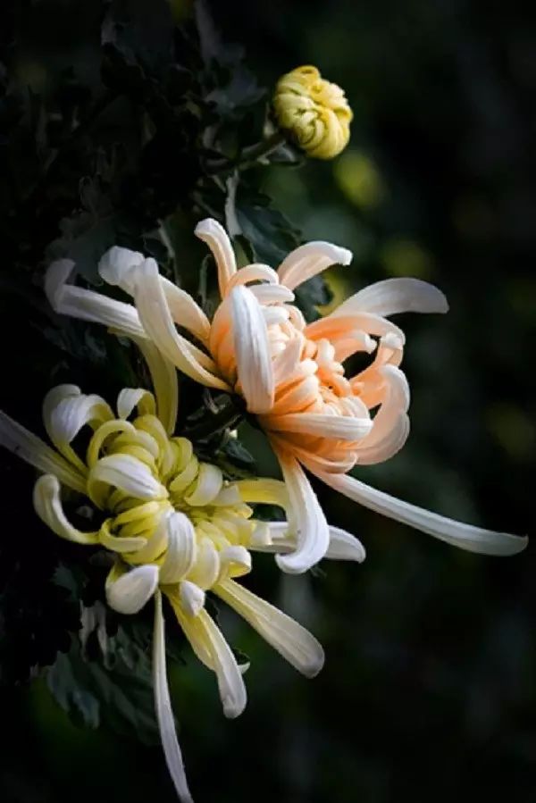 中国十大名花你认识几种呢,中国十大名花你喜欢哪种呢