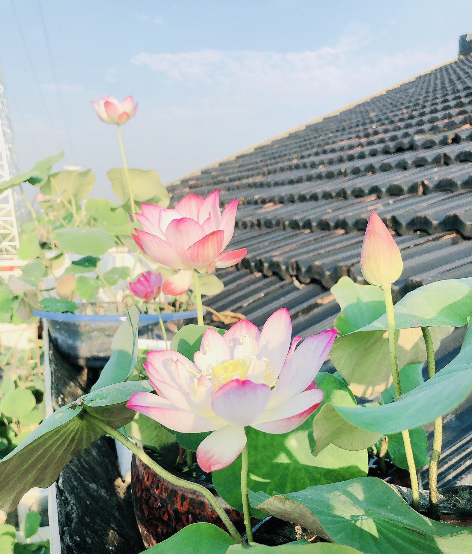 碗莲中花期长的品种,碗莲的花好看吗怎么养活