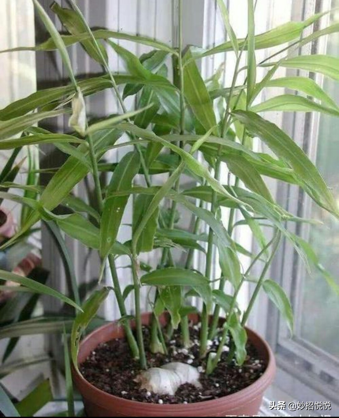 家庭生姜怎样种植最好吃,生活小妙招生姜怎么种植