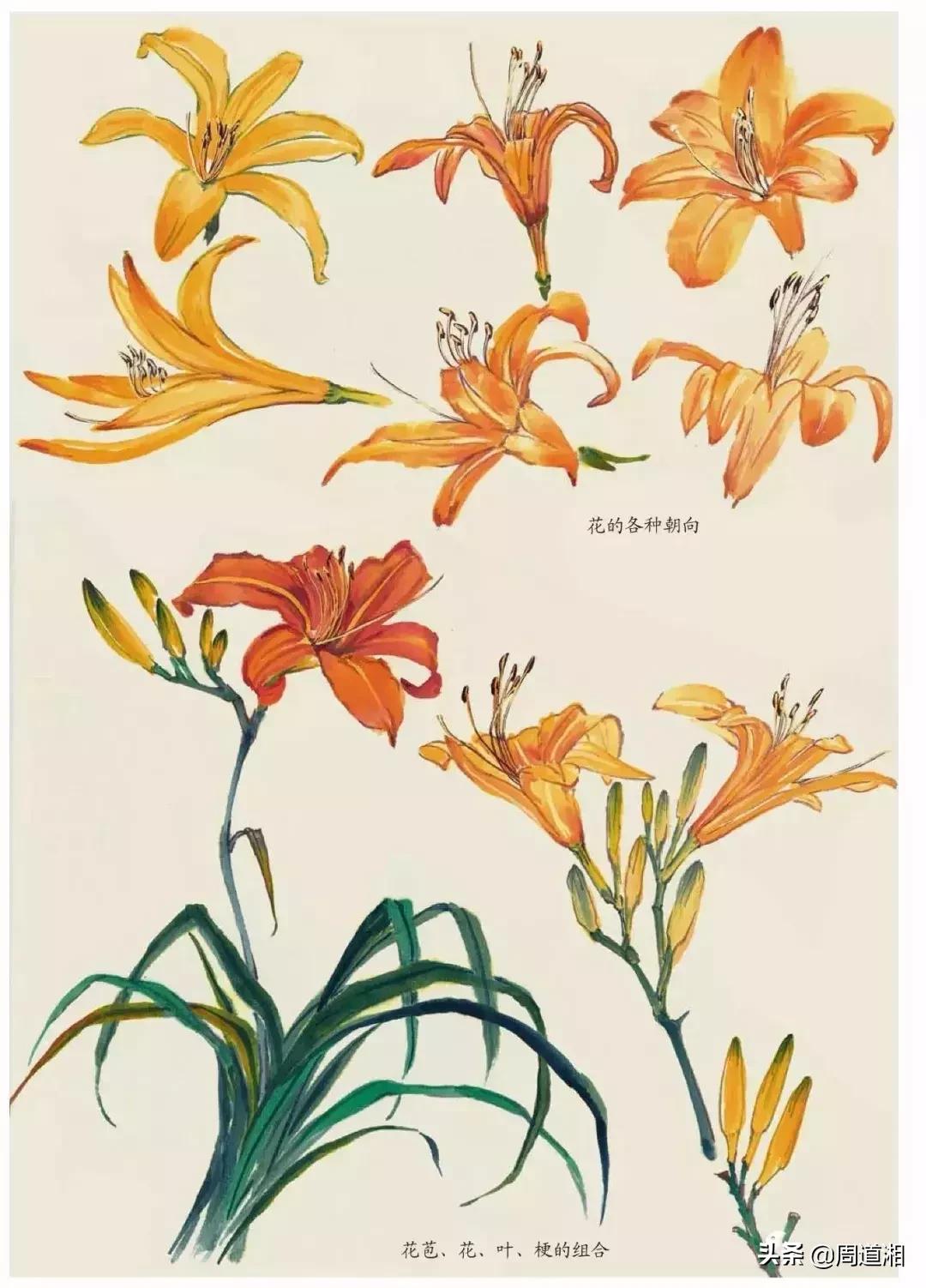 国画花卉大全教程视频,花卉小品国画图片大全