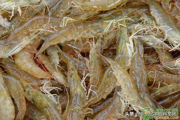 基围虾养殖骗局,基围虾养殖地区