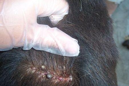 去头发虱子与虱子卵最有效方法,去除头上虱子和虱子卵最好小窍门