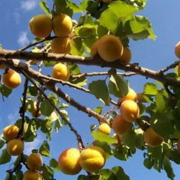 *疆新**的水果儿~~（一）