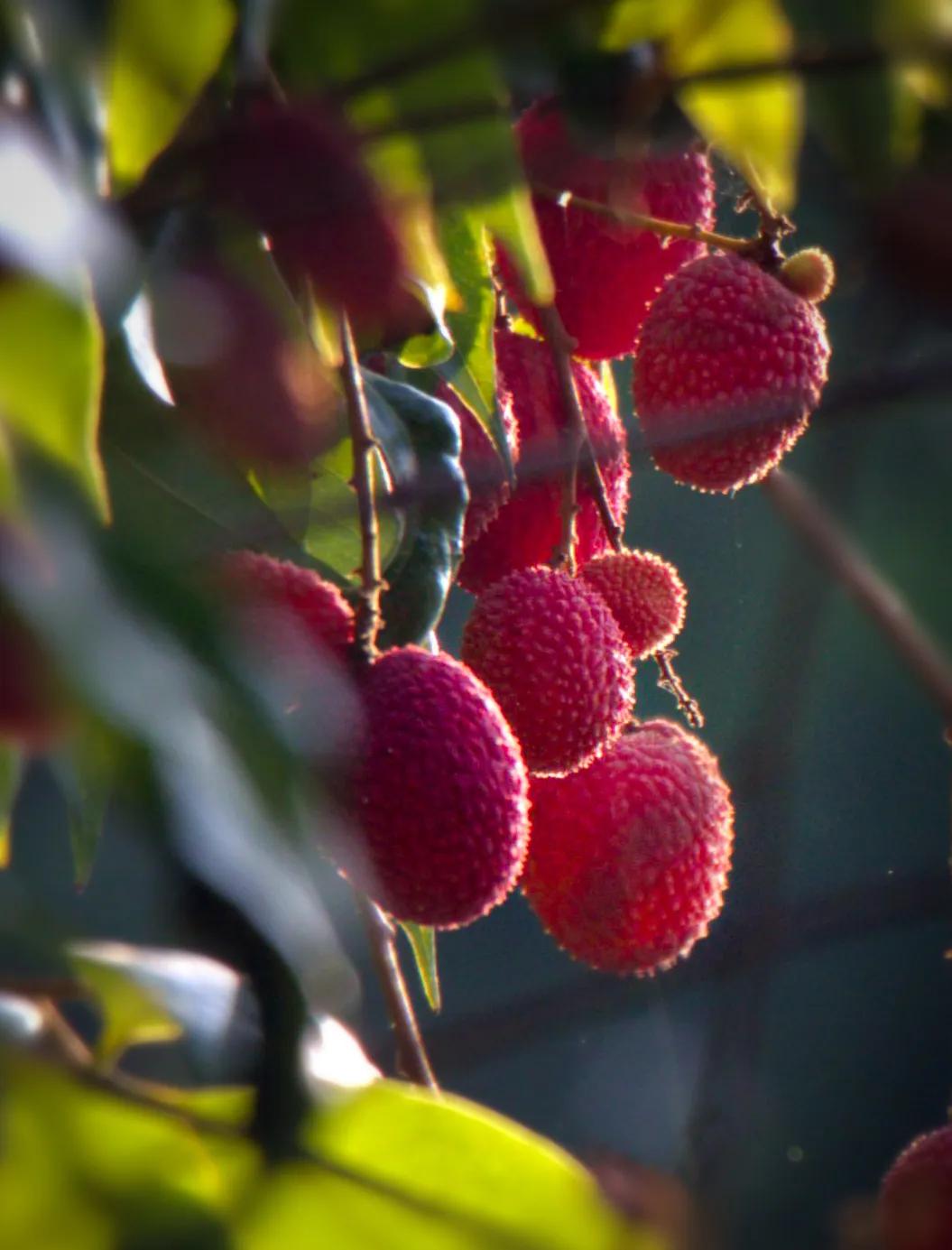 荔城无处不荔枝翻译,荔城无处无荔枝