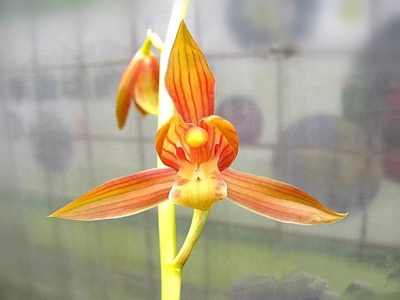 精品玉兰的品种及图片,国兰花朵不艳丽但香气清雅