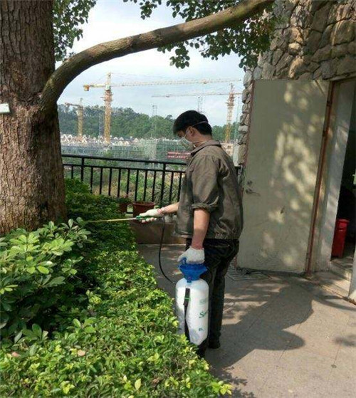 怎么灭白蚁最彻底呢,怎么灭白蚁最有效