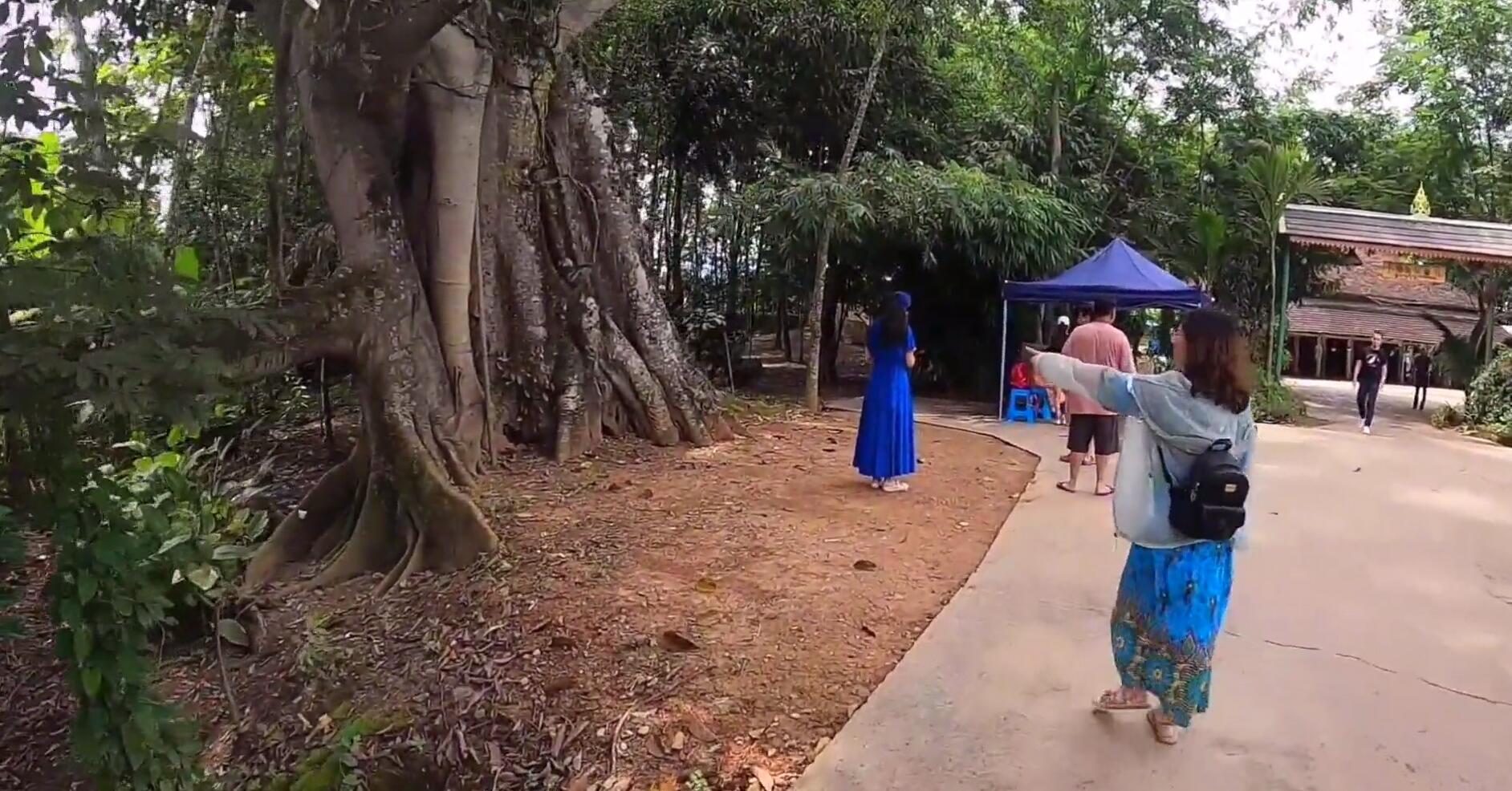 西双版纳热带雨林导游,西双版纳热带雨林谷导游