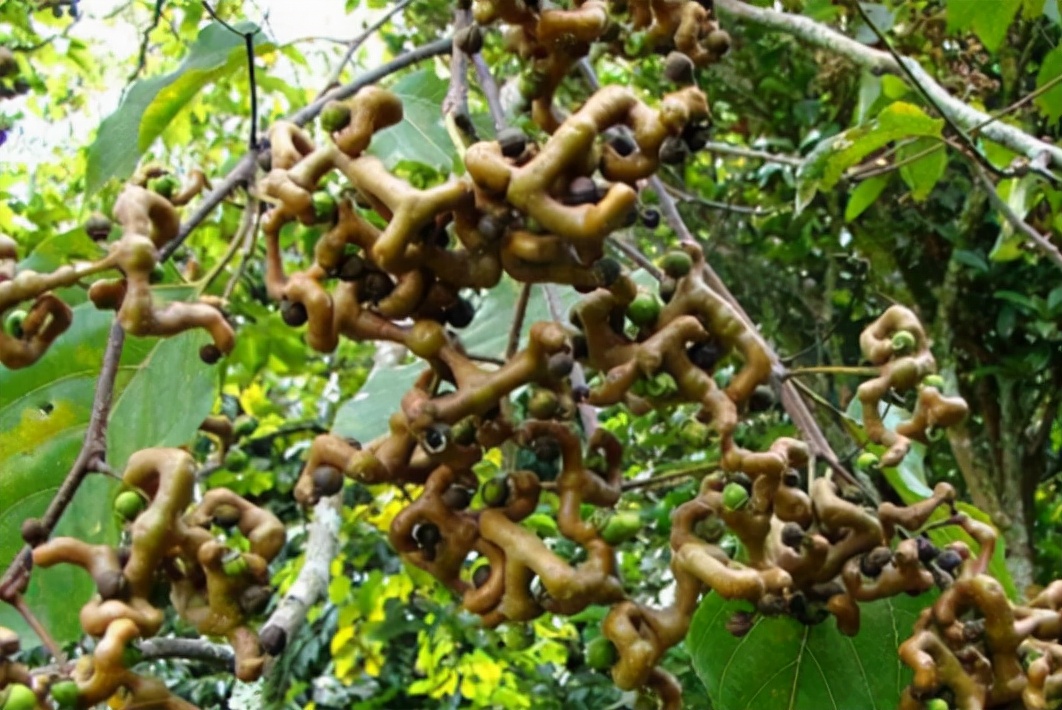 拐枣的形状与价值,拐枣骨鸡爪