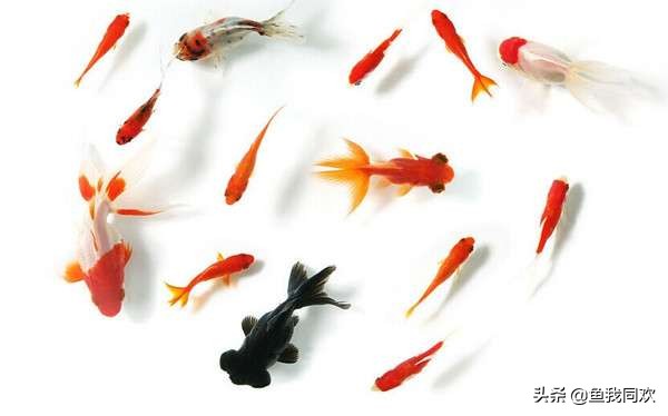 泡沫箱养金鱼古法养鱼,养鱼视频大全养金鱼