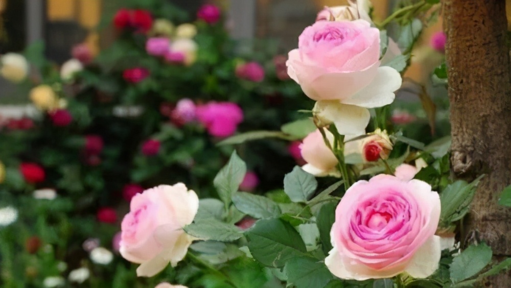 粉龙沙宝石月季花墙图片大全,多季开花深粉龙沙宝石爬藤月季