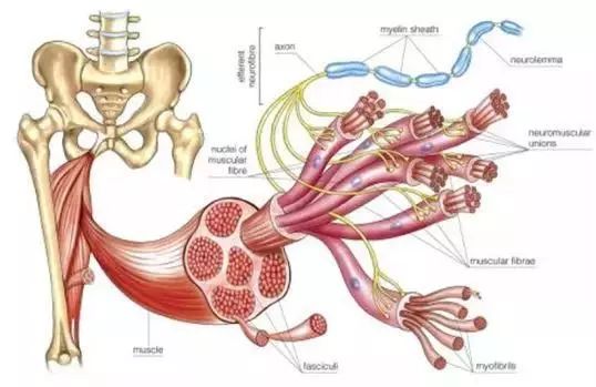 学生体育课深蹲视频,体育课深蹲的女生视频