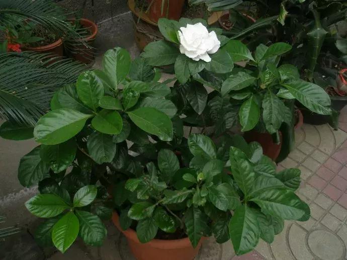 种什么蔬菜可吸甲醛,坪地吸甲醛的植物