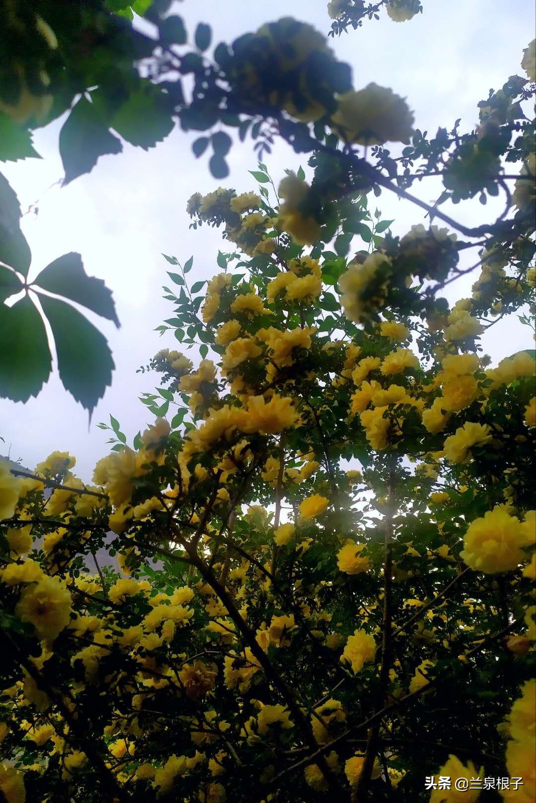 最美黄玫瑰,歌曲黄玫瑰你最美