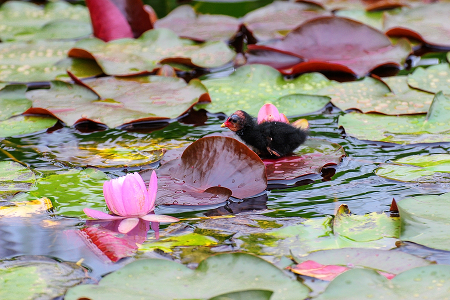 黑水鸡雏鸟图片,黑水鸡的可爱