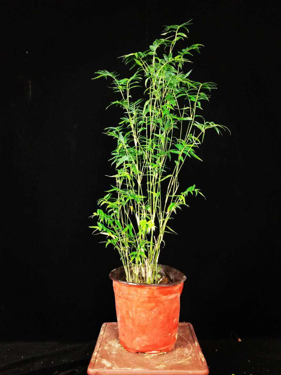 竹子根怎么养才能更旺盛,造型竹子怎么养