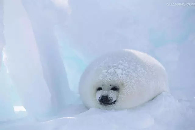 它土圆肥，却是出了名的网红