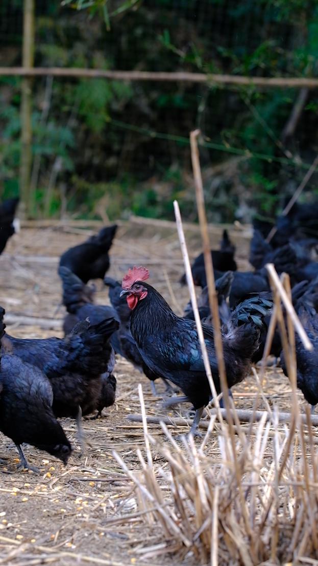 全身皮毛都是黑色的，长得像鸟一样的鸡，一年能卖8000多只