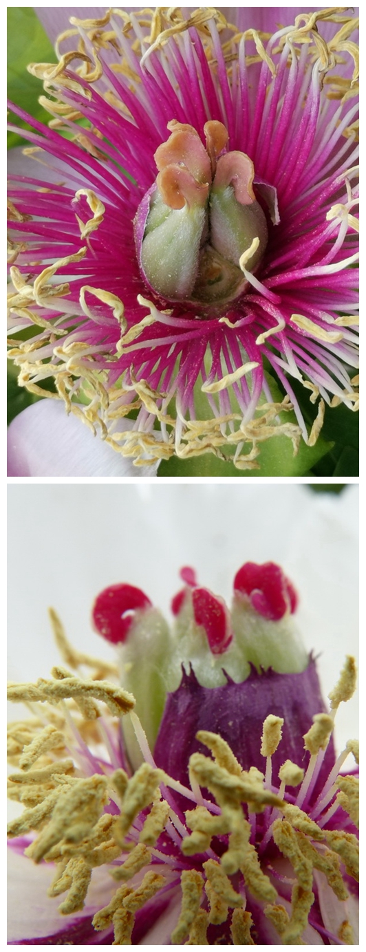 光荣v20能微距拍照嘛,光荣v20的相机微距在哪里