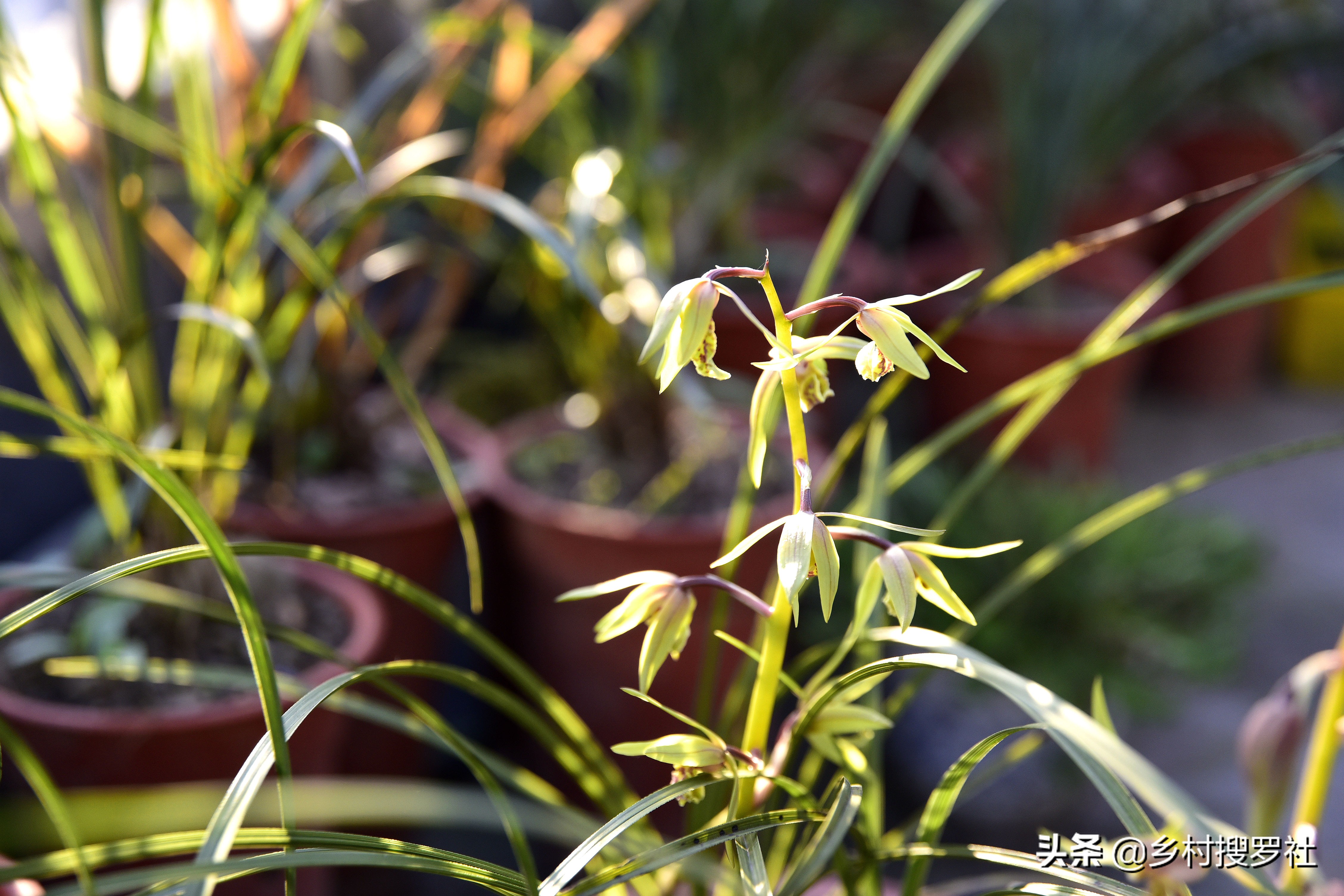 兰花上盆后怎样判断它服盆成活了,冬季新买的兰花怎么处理才能上盆