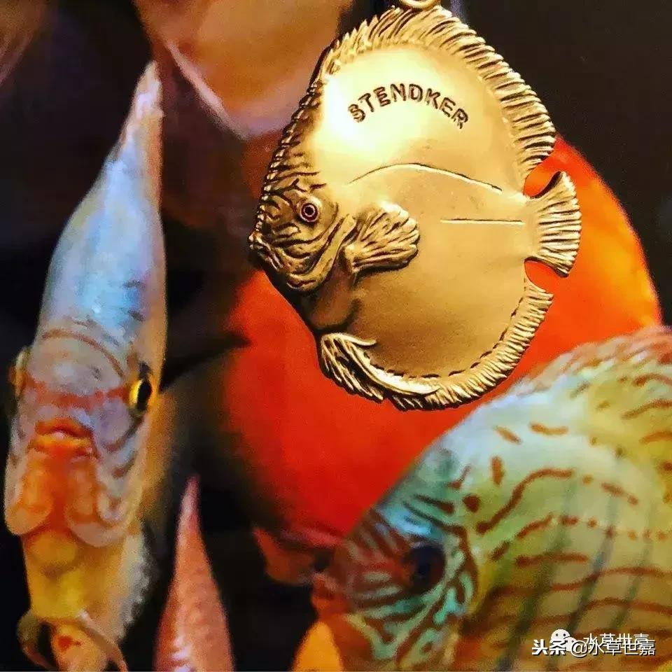 七彩神仙鱼水族箱布景,七彩神仙鱼苗繁殖技术