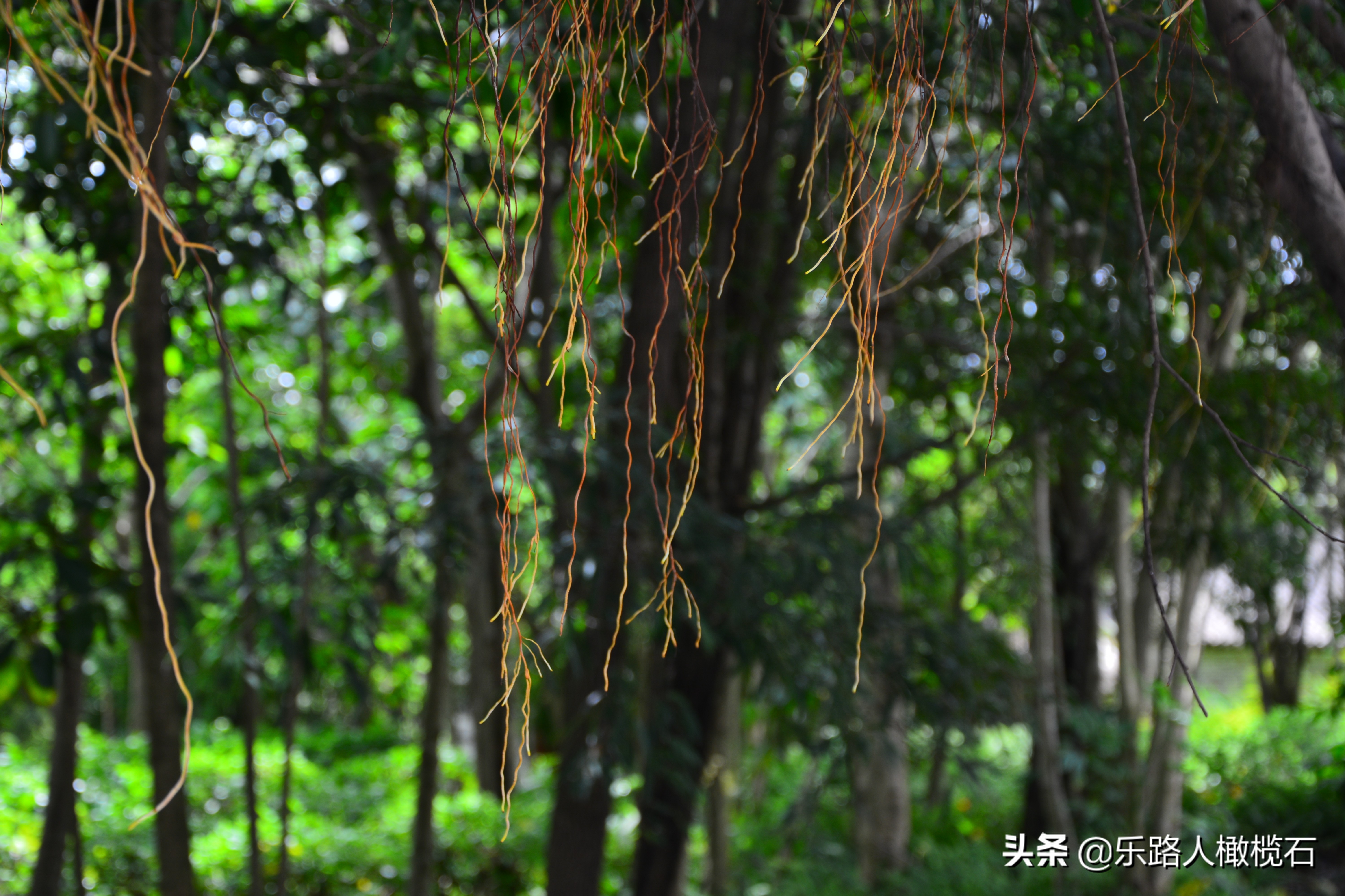 深圳园博园有什么好玩的,深圳园博园旅游指南