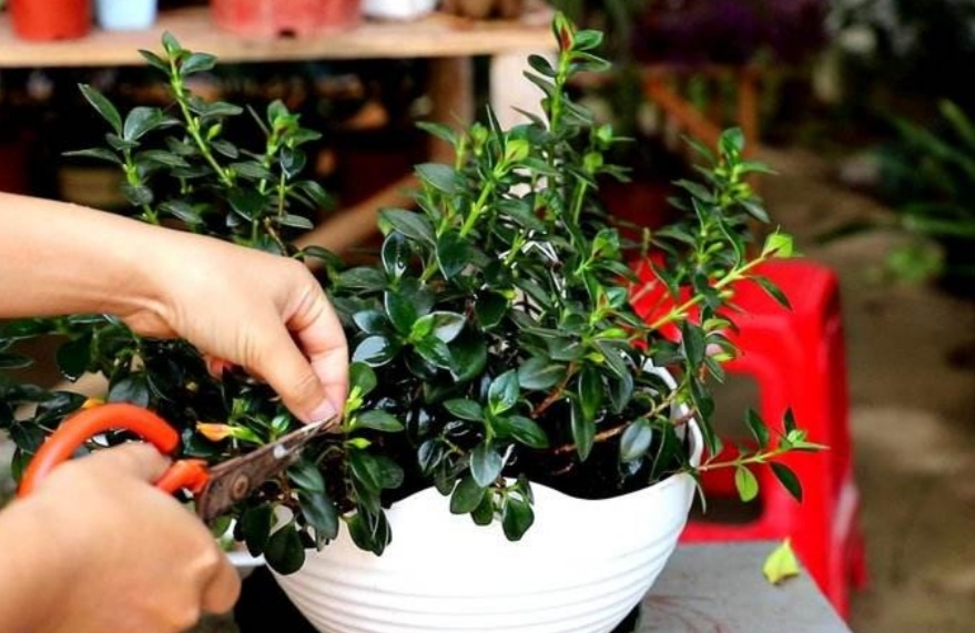 金鱼吊兰怎么养才会开花最快,室外盆栽四季开花好养活的吊兰花