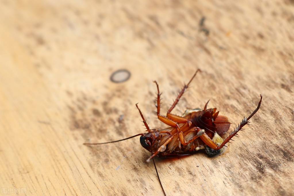 一只蟑螂被砍了头最多能活多久,蟑螂被杀后能活多久