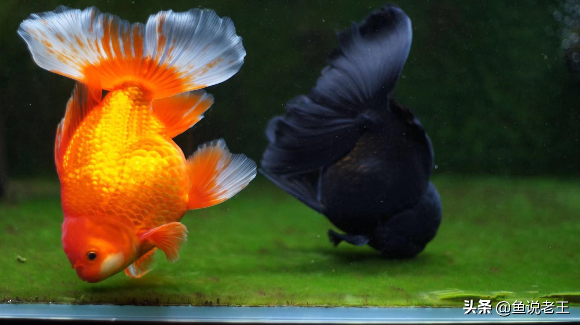 金鱼折尾怎么处理,为什么金鱼会翻肚子