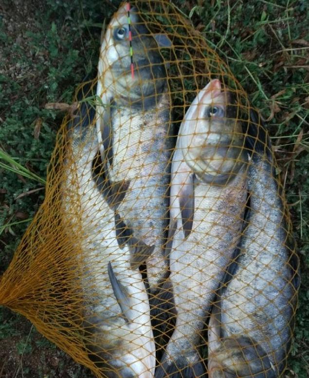 常见的鱼类习性知道怎么让它上钩