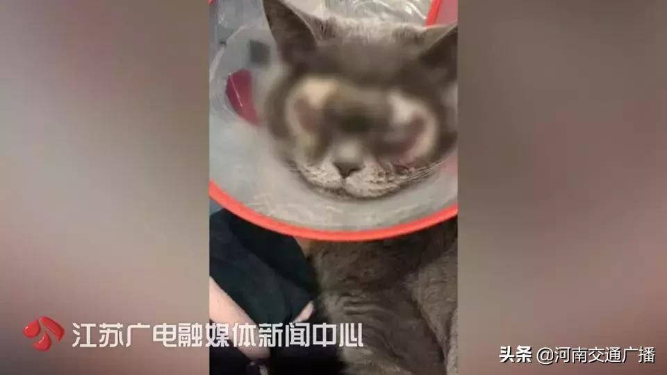 有人竟花1万给猫拉了双眼皮！网友炸锅：考虑过猫的感受吗？