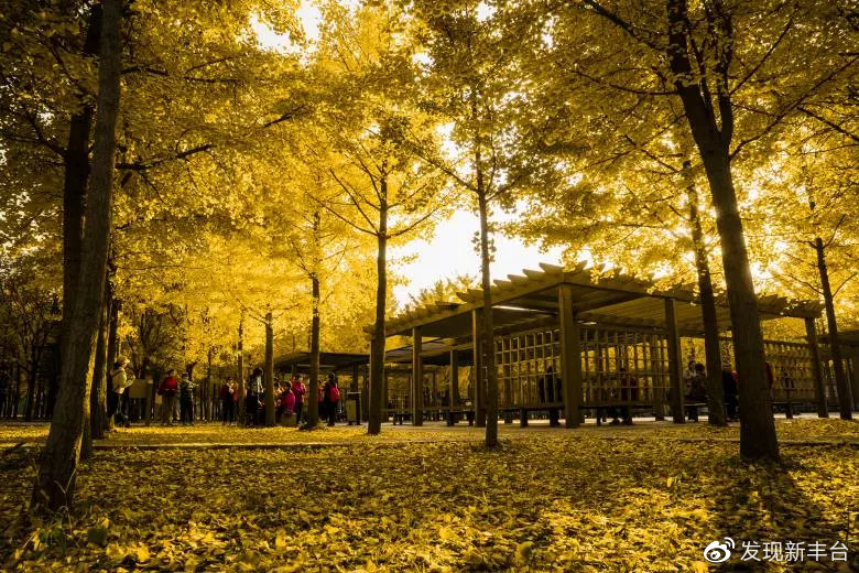 银杏叶美景推荐,银杏公园秋色的美景