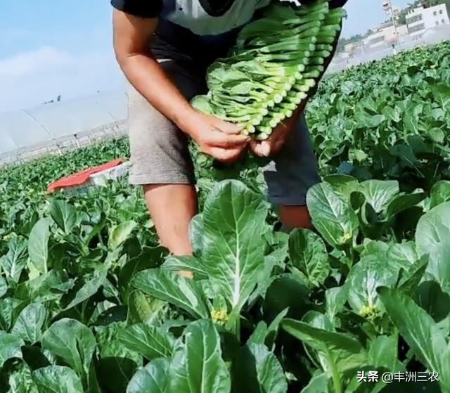 菜心露天栽培好还是大棚栽培,广东菜心无土栽培技术要点