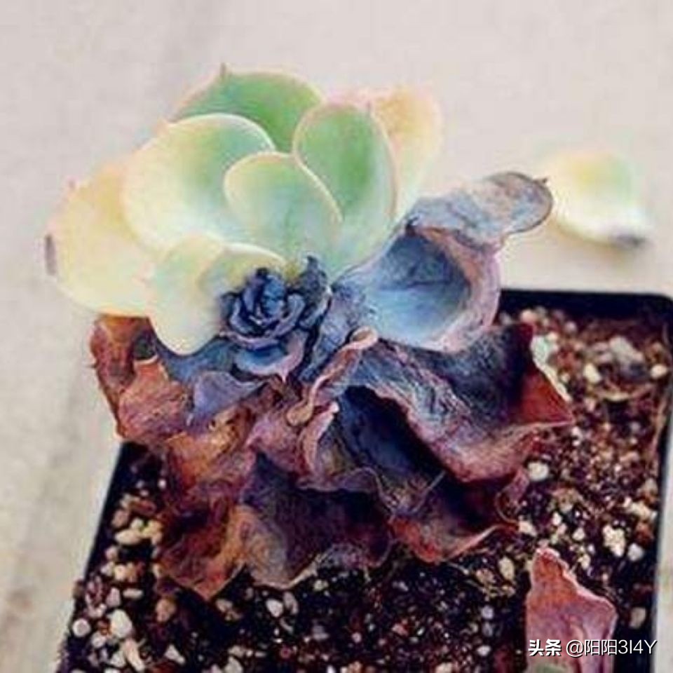 多肉赤腐病处理方法,多肉赤腐病的克星