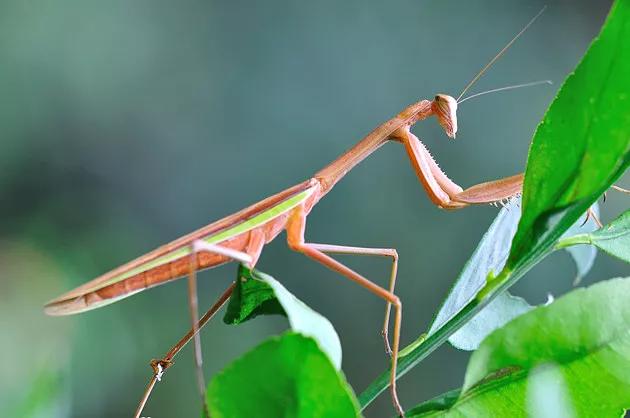 雌螳螂为什么要吃掉自己的配偶,雌螳螂诱惑雄螳螂并吃掉
