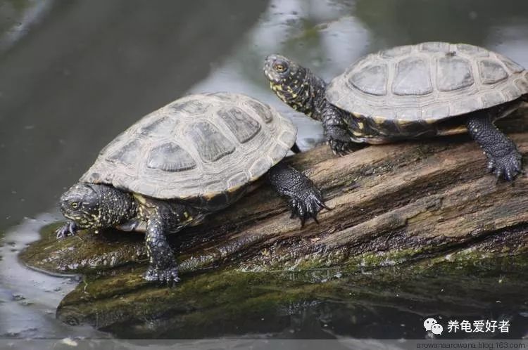 乌龟出眠后入水前怎么处理,乌龟出眠的正确方法