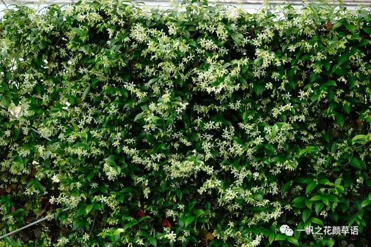 络石（Trachelospermumjasminoides）