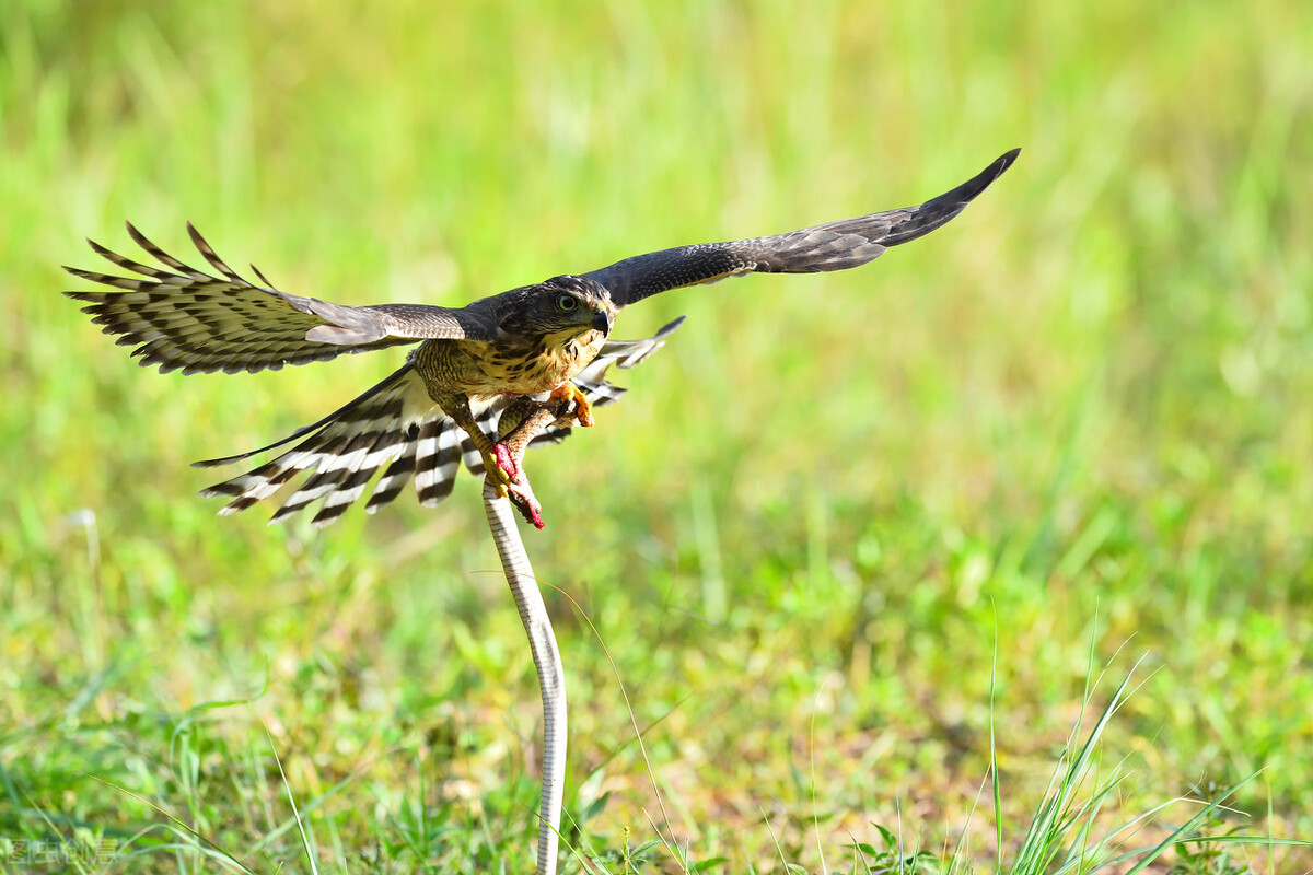 蛇为什么惧怕雄黄,蛇最害怕的雄黄是什么样子的