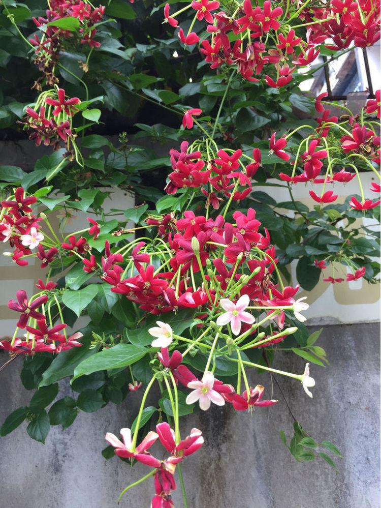 四季常开且有浓郁香味好养的花,适合懒人养的四季花一串红